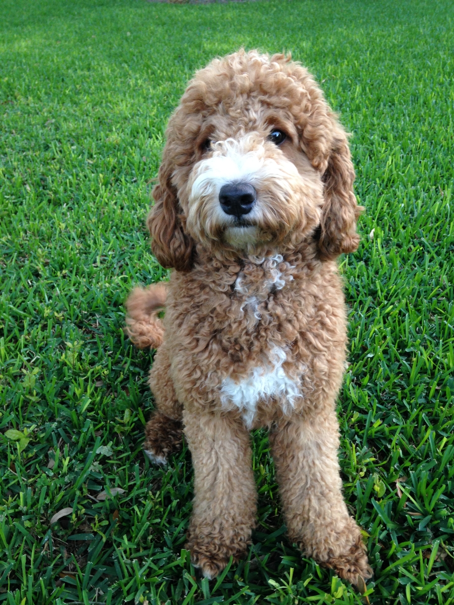 Australian Labradoodle - Duke